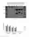 Fig. 18 - Antibody to human and mouse SEMA3A and use thereof