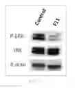 Fig. 25 - Antibody to human and mouse SEMA3A and use thereof