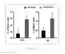 Fig. 26 - Antibody to human and mouse SEMA3A and use thereof