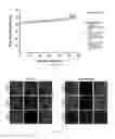 Fig. 30 - Antibody to human and mouse SEMA3A and use thereof