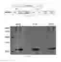 Fig. 08 - Antibody to human and mouse Sema3A and use thereof