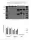 Fig. 18 - Antibody to human and mouse Sema3A and use thereof