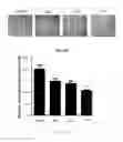 Fig. 24 - Antibody to human and mouse Sema3A and use thereof