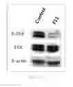 Fig. 25 - Antibody to human and mouse Sema3A and use thereof