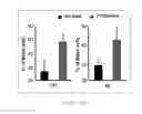 Fig. 26 - Antibody to human and mouse Sema3A and use thereof
