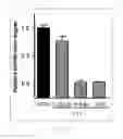 Fig. 27 - Antibody to human and mouse Sema3A and use thereof