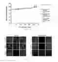 Fig. 30 - Antibody to human and mouse Sema3A and use thereof