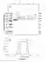 Fig. 13 - VEGFR2 ANTIBODIES