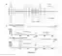 Fig. 16 - VEGFR2 ANTIBODIES