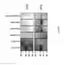 Fig. 10 - ANTI IL-3R ALPHA  AGENTS AND USES THEREOF