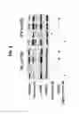 Fig. 04 - ANTI-FIBROTIC EFFECT OF CD70