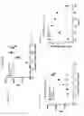 Fig. 24 - Anti-GITR Antibodies and Methods of Use Thereof