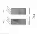 Fig. 11 - Antibodies and assays for detection of CD37