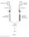 Fig. 07 - Chimeric cytokine receptors and encoding nucleic acids