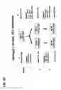 Fig. 10 - Monoclonal antibodies against antithrombin beta