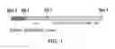 Fig. 02 - ANTIBODY SUBSTITUTING FOR FUNCTION OF BLOOD COAGULATION FACTOR VIII