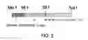 Fig. 03 - ANTIBODY SUBSTITUTING FOR FUNCTION OF BLOOD COAGULATION FACTOR VIII