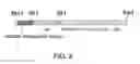 Fig. 04 - ANTIBODY SUBSTITUTING FOR FUNCTION OF BLOOD COAGULATION FACTOR VIII