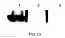 Fig. 11 - ANTIBODY SUBSTITUTING FOR FUNCTION OF BLOOD COAGULATION FACTOR VIII