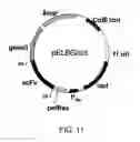 Fig. 12 - ANTIBODY SUBSTITUTING FOR FUNCTION OF BLOOD COAGULATION FACTOR VIII