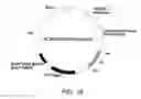 Fig. 20 - ANTIBODY SUBSTITUTING FOR FUNCTION OF BLOOD COAGULATION FACTOR VIII