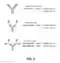 Fig. 03 - In vivo method for generating diversity in a protein scaffold