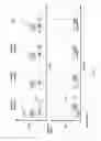 Fig. 08 - Non-human animals that select for light chain variable regions that bind antigen
