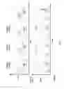 Fig. 12 - Non-human animals that select for light chain variable regions that bind antigen