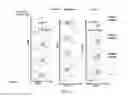 Fig. 16 - Non-human animals that select for light chain variable regions that bind antigen