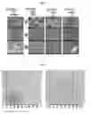 Fig. 04 - Method for preparing oblate polymer particle