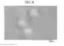 Fig. 05 - Method for manufacturing porous membrane