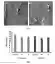 Fig. 16 - THERMOFORMED POLYMERIC ARTICLES CONTAINING AN ADDITIVE