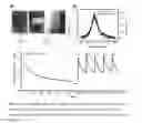 Fig. 05 - Homogeneous persistent luminescence nanocrystals and methods of preparation and application thereof