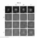 Fig. 11 - Method for preparing solid-state helical photonic crystal structure and photonic crystal structure prepared thereby
