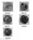 Fig. 03 - Method of forming an antifoam granule containing a silicone polyether