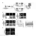 Fig. 01 - METHOD FOR GENERATING SOMATIC STEM CELLS