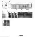 Fig. 06 - METHOD FOR GENERATING SOMATIC STEM CELLS