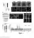 Fig. 08 - METHOD FOR GENERATING SOMATIC STEM CELLS