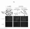 Fig. 02 - METHOD FOR PRODUCING RETINAL TISSUE