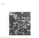 Fig. 13 - Pluripotent stem cell production system
