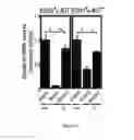 Fig. 03 - Methods of expanding hematopoietic stem cells, compositions, and methods of use thereof