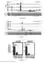 Fig. 11 - Methods of expanding hematopoietic stem cells, compositions, and methods of use thereof
