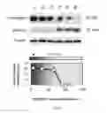 Fig. 10 - METHOD FOR INDUCING DIFFERENTIATION OF STEM CELLS