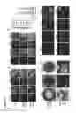 Fig. 11 - Three-dimensional differentiation of epiblast spheroids to kidney organoids models stage-specific epithelial physiology, morphogenesis, and disease