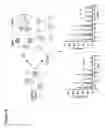 Fig. 17 - Three-dimensional differentiation of epiblast spheroids to kidney organoids models stage-specific epithelial physiology, morphogenesis, and disease