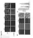 Fig. 18 - Three-dimensional differentiation of epiblast spheroids to kidney organoids models stage-specific epithelial physiology, morphogenesis, and disease