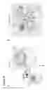 Fig. 26 - Three-dimensional differentiation of epiblast spheroids to kidney organoids models stage-specific epithelial physiology, morphogenesis, and disease
