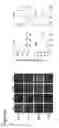 Fig. 43 - Three-dimensional differentiation of epiblast spheroids to kidney organoids models stage-specific epithelial physiology, morphogenesis, and disease