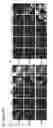 Fig. 44 - Three-dimensional differentiation of epiblast spheroids to kidney organoids models stage-specific epithelial physiology, morphogenesis, and disease