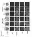 Fig. 46 - Three-dimensional differentiation of epiblast spheroids to kidney organoids models stage-specific epithelial physiology, morphogenesis, and disease